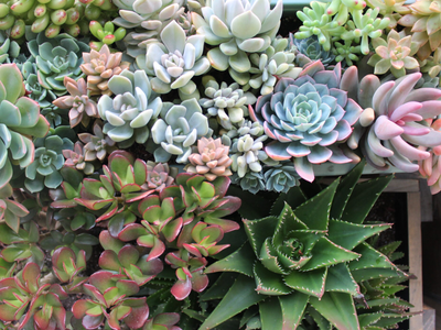 Si sos fan de las suculentas o querés comprar la primera, tenés que saber los secretos de estas fantásticas plantas