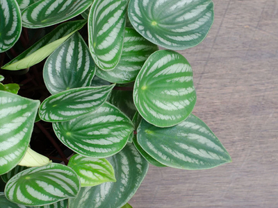 Las plantas más chic y con mucha personalidad que le dan un toque elegante a tu hogar: los secretos para su cuidado