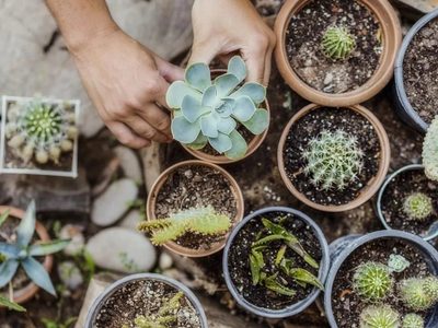Suculentas: qué variedad hay que tener en el hogar para atraer el dinero y la buena fortuna