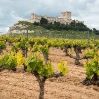 El enoturismo de España invita a un viaje virtual