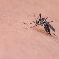 Remedios caseros para eliminar los mosquitos en nuestro hogar