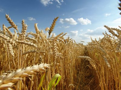 Alivio para el campo: el Gobierno extiende la baja de retenciones para trigo y cebada