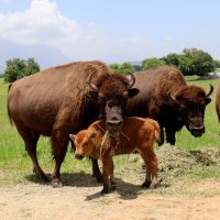 Bisontes americanos resisten la extinción en Monterrey
