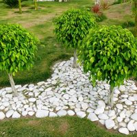 No desesperes: el truco natural para evitar que tu planta de Ficus pierda sus hojas