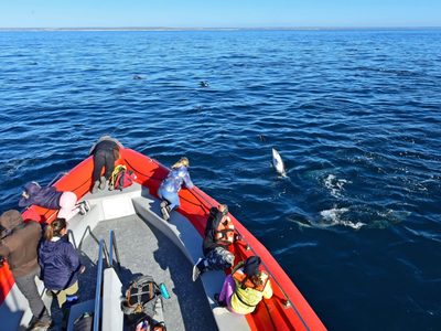 En Puerto Madryn, esta vez el aplauso se lo llevaron los delfines