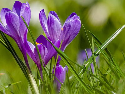 5 plantas para que tu jardín se vuelva un manto morado y perfumado