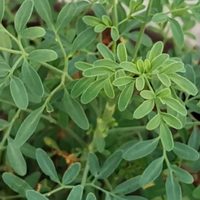 La planta de pocos cuidados con hermosas flores amarillas que nunca faltaba en el botiquín de las abuelas