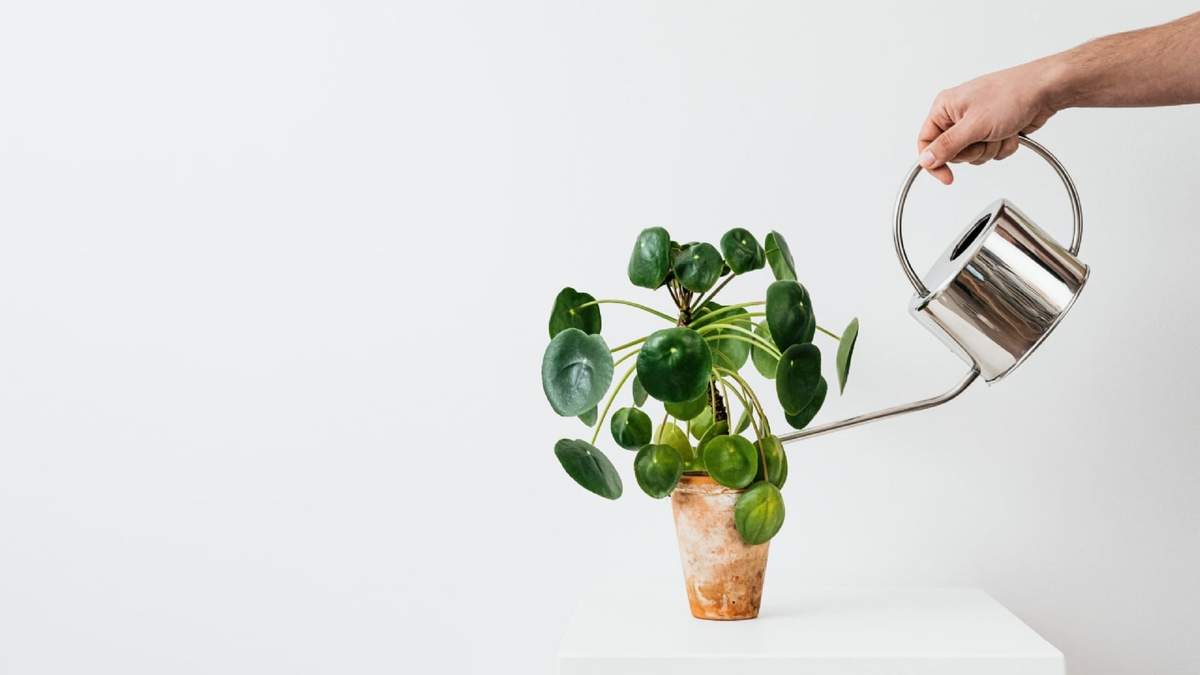 Plantas. Fuente: (Instagram)