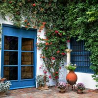 Ahorrá en pintura: las plantas de moda fáciles de cuidar y perfectas para cubrir paredes en mal estado