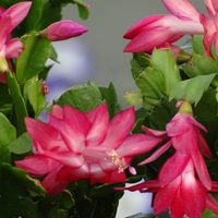 La planta que regala las flores más bonitas en otoño e invierno, fácil de cuidar y apta para principiantes
