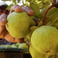 Productores agrícolas de Neuquén podrán acceder a una línea especial de crédito para cosecha