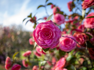 Así podés reproducir tu planta de Camelia por esquejes y mantenerla sana y rozagante