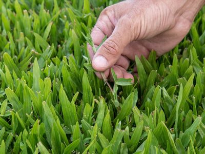 Lo que ocultan los jardineros: el trucazo para mantener el césped de tu jardín sano y verde todo el año