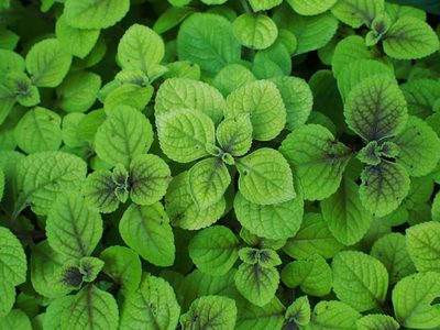 Pequeña, pero poderosa: la planta que podés poner en tu baño si querés mejorar tu economía