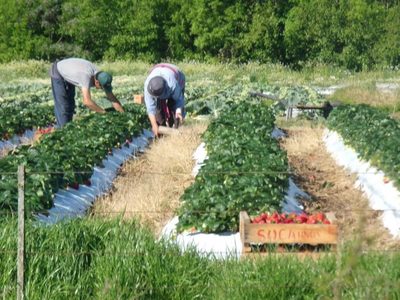 Los empleos vinculados a la alimentación serán el resorte de la economía