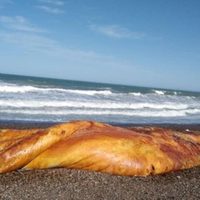 Qué es: la llamativa criatura marina que sorprendió a todo Chubut