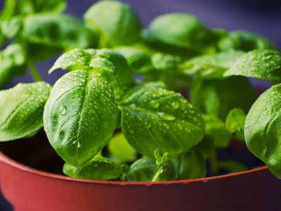 Si las hojas de tu albahaca están caídas, aplicá este truco para que tu planta vuelva a estar frondosa y rozagante