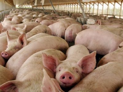 Salud confirmó que 14 personas de Centenario consumieron carne de cerdo con triquinosis