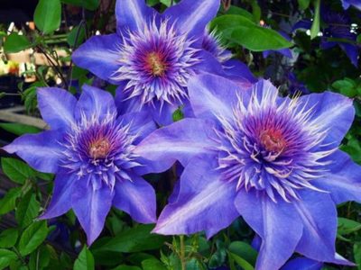 La hermosa planta de coloridas flores que trepa por los muros y le da un toque distinguido a tu jardín