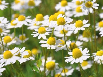 La planta mágica que crece gratis en todos los jardines y sirve para aliviar dolores de cabeza o muela al instante