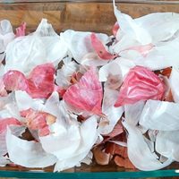 No volverás a tirar las cáscaras de ajo: para qué sirve ponerlas en agua y cómo pueden convertirse en fertilizante natural