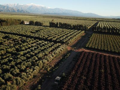 El INTI anunció que una empresa producirá energía a partir de residuos de olivos
