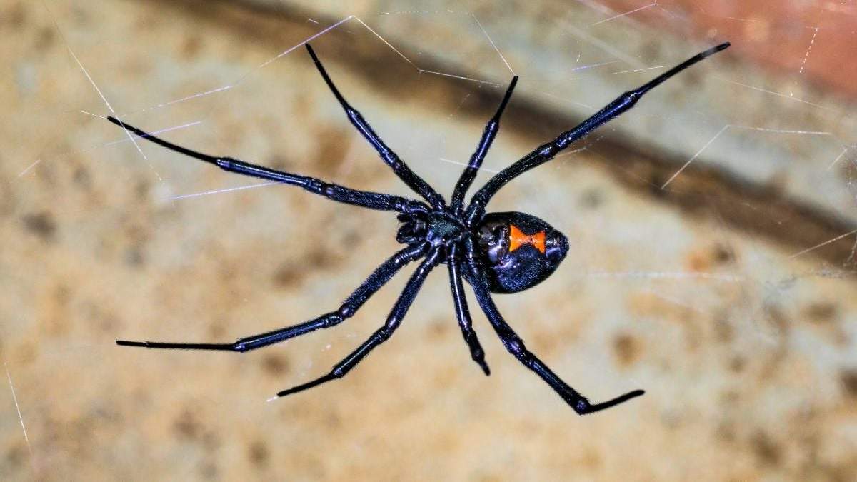 Una araña viuda negra