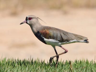 Seguro no lo sabías: qué significa que un Tero cante cerca de tu casa