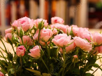 La planta con flores pequeñas que simboliza amor, delicadeza y belleza eterna: dónde cultivarla