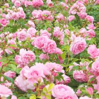El secreto de las abuelas para tener las rosas más lindas y rozagantes en invierno