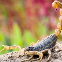 Cómo identificar a los alacranes venenosos: qué tener en cuenta en verano y cómo prevenir picaduras