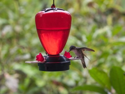 Por qué recomiendan no poner bebederos para colibríes en jardines