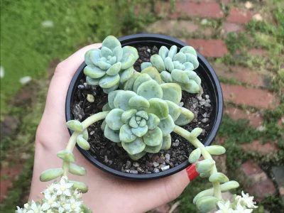 La veo y la quiero: la suculenta aromática que huele a chicle y que es perfecta para decorar tu casa