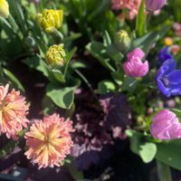 Las plantas de moda que crecen en macetas o jardín y regalan las flores más hermosas de toda la primavera