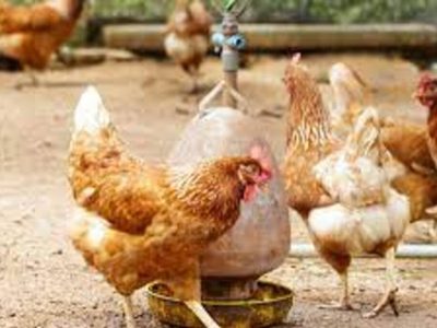 Presentan proyecto para conocer las medidas económicas que se implementaron por la gripe aviar