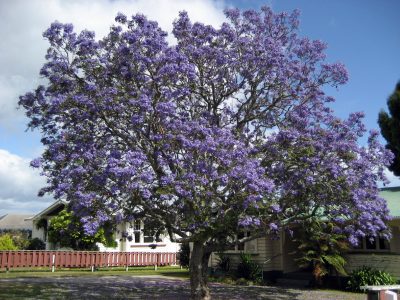 Plantas: no pises estas flores que están por todos lados, mirá el poderoso valor que tienen
