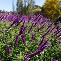 Si las hojas de tu planta de Lavanda están amarillas, no te asustes: mirá cómo podés curarlas sin usar químicos