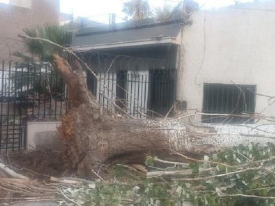 Un árbol caído bloquea una vereda en Ciudad desde hace dos meses