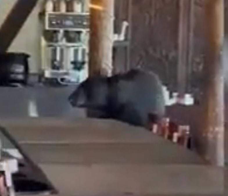 El oso captado en el restaurante