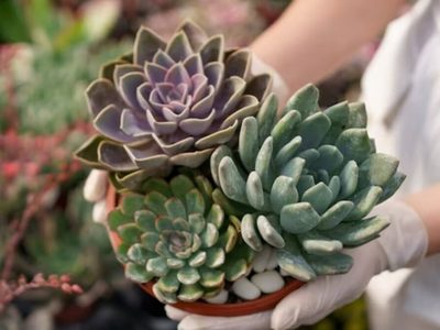 El secreto para que el frío no afecte a tus suculentas en este invierno