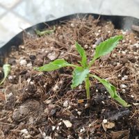 Si la tierra de tus plantas se ve así, prepará este poderoso remedio y mirá los resultados en 3 días