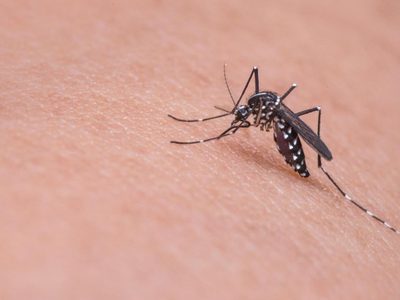Remedios caseros para eliminar los mosquitos en nuestro hogar