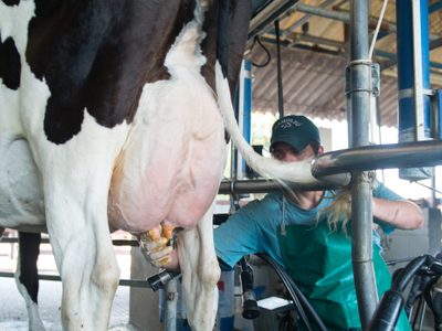 Alerta: paro del sector lácteo podría provocar un desabastecimiento