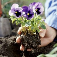 Aprendé a cuidar tu jardín como un verdadero plant daddy