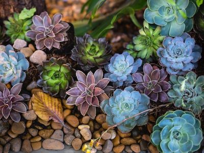 Suculentas en miniatura: dónde recomiendan ubicarlas para atraer la buena fortuna