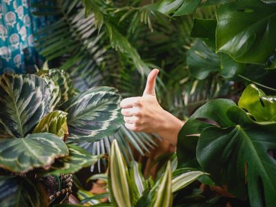 La ciencia revela que las plantas pueden mejorar la vida de las personas