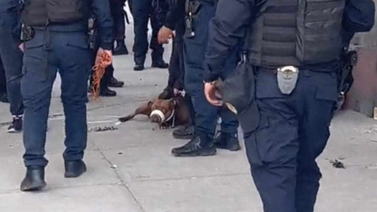 El perro quedó bajo resguardo