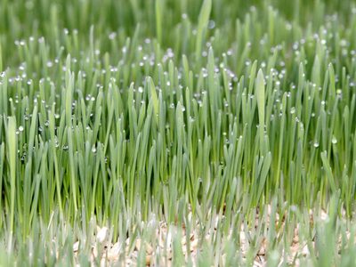 No tires el pasto que cortás en tu jardín: aprovechalo para un increíble uso en tus plantas y flores
