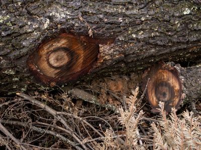 COP26: Depredado por la deforestación, México suscribe acuerdo en defensa de los bosques