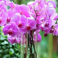 El enemigo de tu orquídea: el secreto para que esta exótica y buscada planta no se pudra y crezca sana y perfecta
